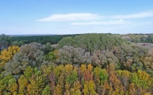 Большинский лес на Калитве