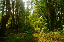 Большинский лес на Калитве