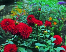 Георгины, львиный зев, мачок желтый, будлея, фотошоп, осень.