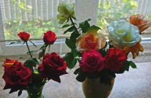 Розы
