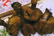 Осень на песчаных холмах по берегу Сухого Донца у хуторов Ольховый и Виноградный