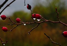 Осень на песчаных холмах по берегу Сухого Донца у хуторов Ольховый и Виноградный