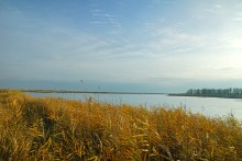 Лебеди в Княжном ерике у хутора Красный