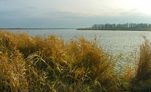 Лебеди в Княжном ерике у хутора Красный