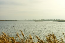 Лебеди в Княжном ерике у хутора Красный