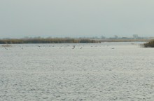 Лебеди в Княжном ерике у хутора Красный