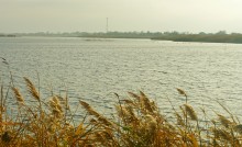 Лебеди в Княжном ерике у хутора Красный