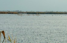 Лебеди в Княжном ерике у хутора Красный