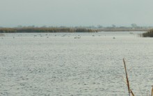 Лебеди в Княжном ерике у хутора Красный