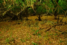 Остатки поместья с прудом и фонтаном