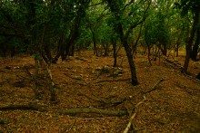 Остатки поместья с прудом и фонтаном