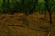 Остатки поместья с прудом и фонтаном