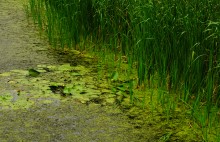 Путешествие по реке Берёзовой у хуторов основанных помещиками Грековыми