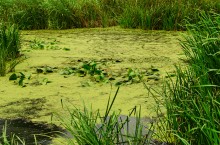 Путешествие по реке Берёзовой у хуторов основанных помещиками Грековыми