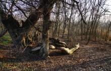 Ветреное и морозное начало декабря на Дону и ериках у станицы Старочеркасской