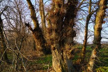 Декабрьский тихий вечер на Дону после зимней бури