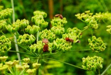 Клопы Аксая