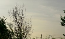 Хищные птицы Аксая