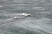 Петровская лука зимой