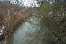 Темерник в феврале