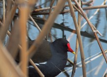 Темерник в феврале