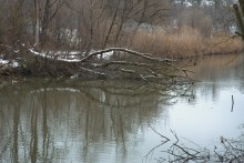 Темерник в феврале