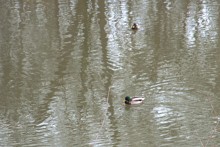 Темерник в феврале