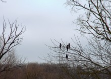 Темерник в феврале