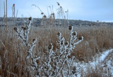 Февральский иней на Дону
