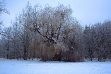 Февральский иней на Дону