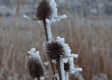 Февральский иней на Дону
