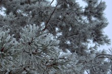 Февральский иней на Дону