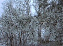 Февральский иней на Дону