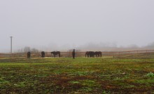 Бои между красными и белыми в 1920-м году за Ростов-на-Дону