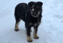 История Воскресенского войскового собора в станице Старочеркасской