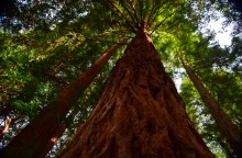 Прогулка по городу Сочи и окрестностям в феврале