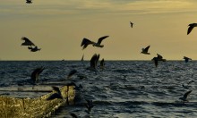 Прогулка по городу Сочи и окрестностям в феврале