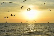 Прогулка по городу Сочи и окрестностям в феврале