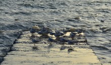 Прогулка по городу Сочи и окрестностям в феврале