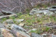 Скалы у посёлка Синегорского