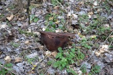 Скалы у посёлка Синегорского