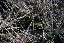 Брошенные хутора Петровский и Дедов