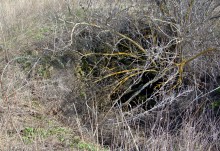 Брошенные хутора Петровский и Дедов