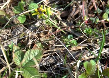 Брошенные хутора Петровский и Дедов