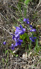 Брошенные хутора Петровский и Дедов