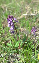 Брошенные хутора Петровский и Дедов