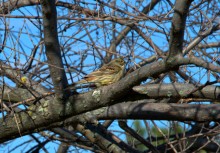 На реке Кундрючьей, Северском Донце и Быстрой, по следам снежной бури случившейся 30-го марта 2023 года.