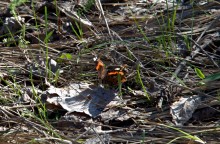 На реке Кундрючьей, Северском Донце и Быстрой, по следам снежной бури случившейся 30-го марта 2023 года.