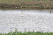 Весенняя прогулка по сальским степям