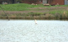 Весенняя прогулка по сальским степям